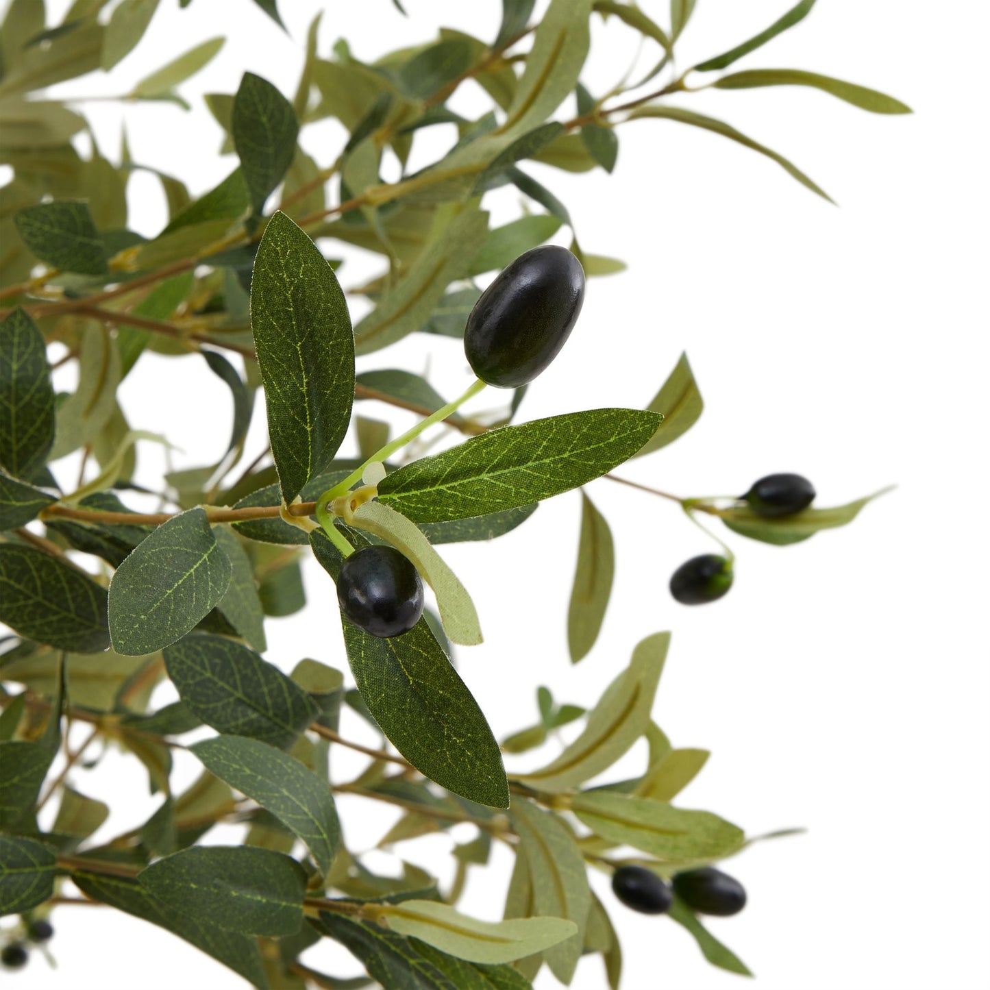 The Mediterranean Olive Tree Bundle Worth $250 Bundle Price $200