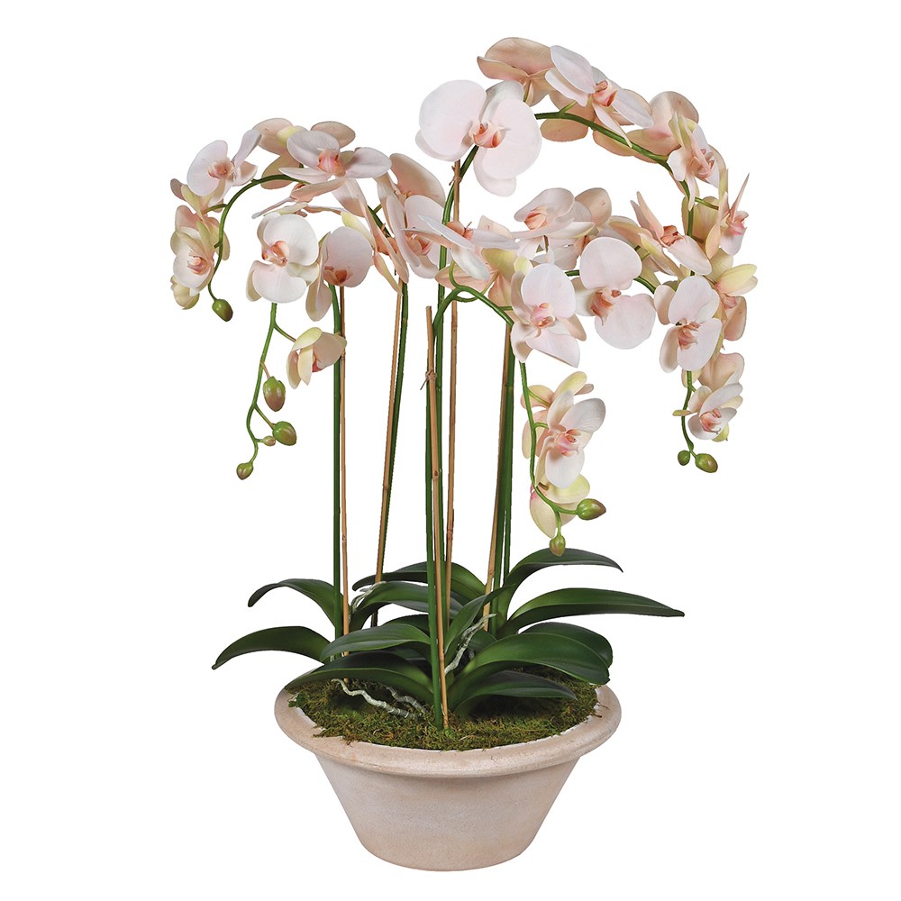 Corals Soft Touch Orchid in Clay Pot