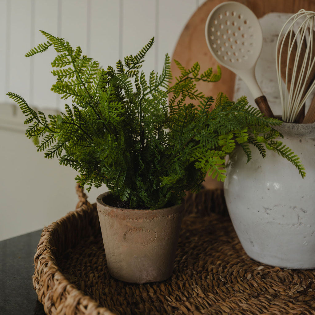 Fern in Terracotta Pot