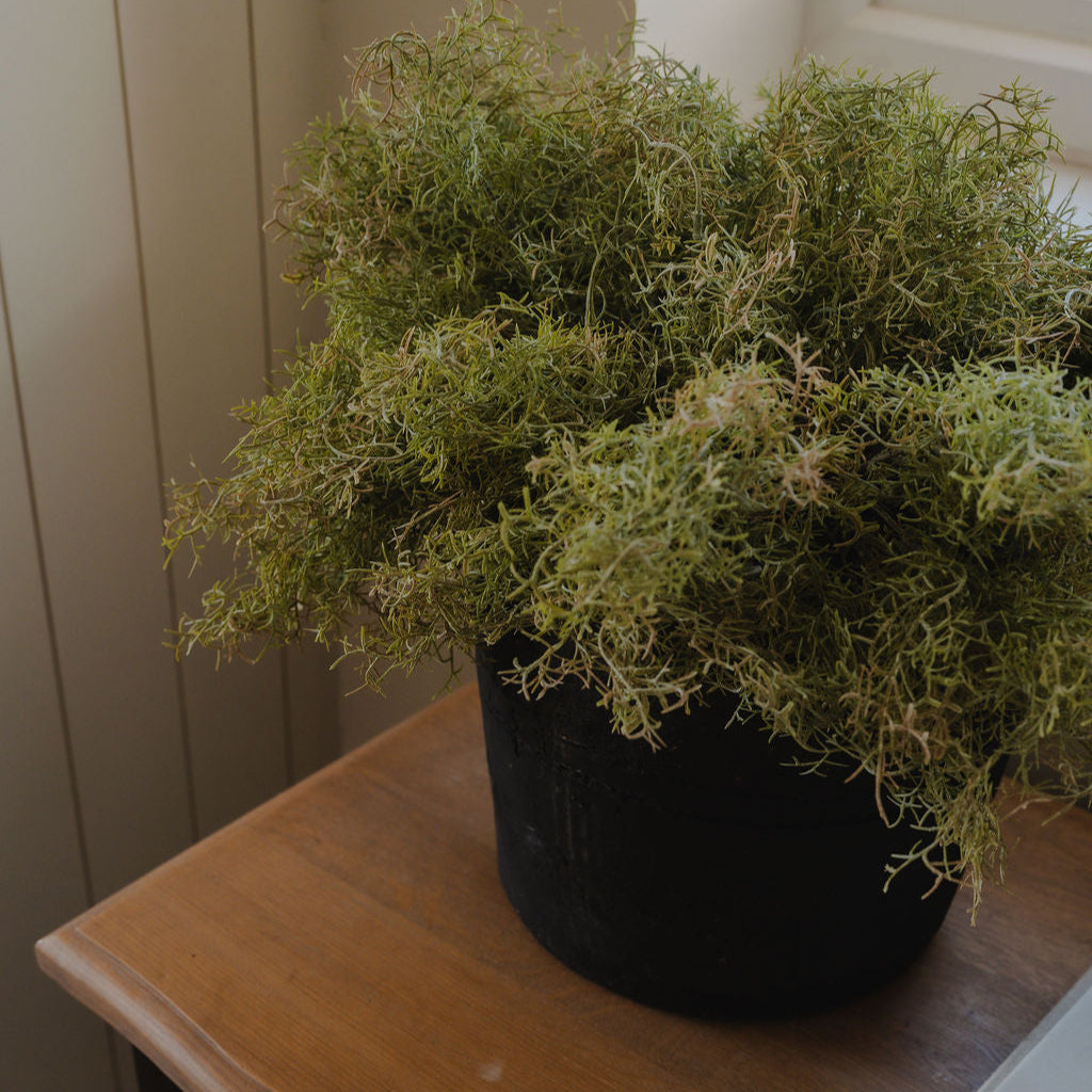 Potted plant on a wooden surface with a neutral background