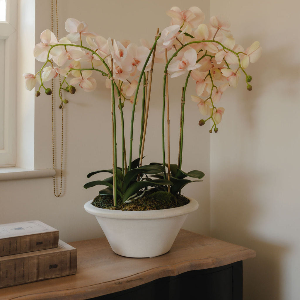 Potted orchid on a wooden surface with a neutral background
