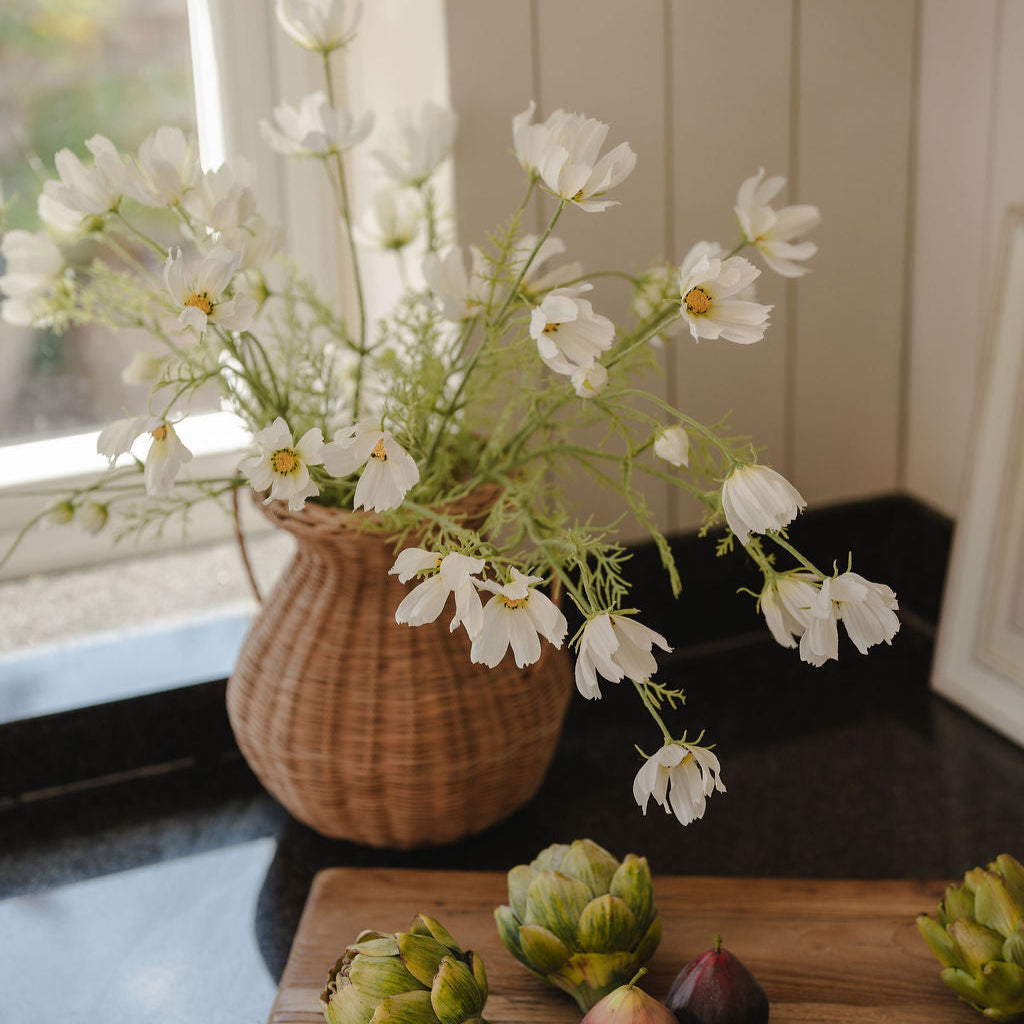 White Cosmos Flower Stem