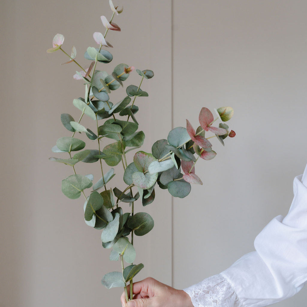 Hand holding a branch of eucalyptus with a plain background