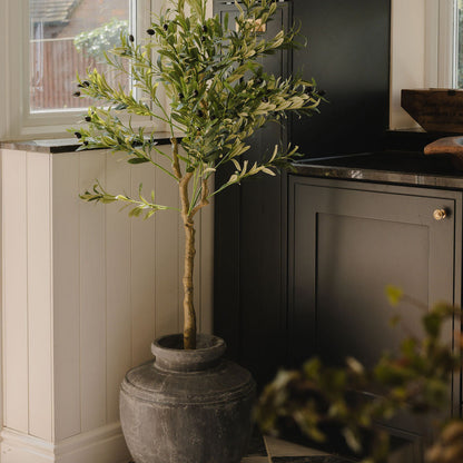 The Mediterranean Olive Tree Bundle (Grey) Worth $250 Bundle Price $200