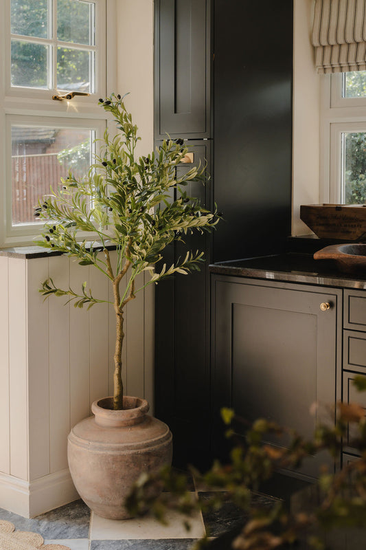 The Mediterranean Olive Tree Bundle Worth $250 Bundle Price $200