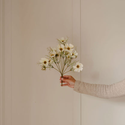 Cream Cosmos Spray