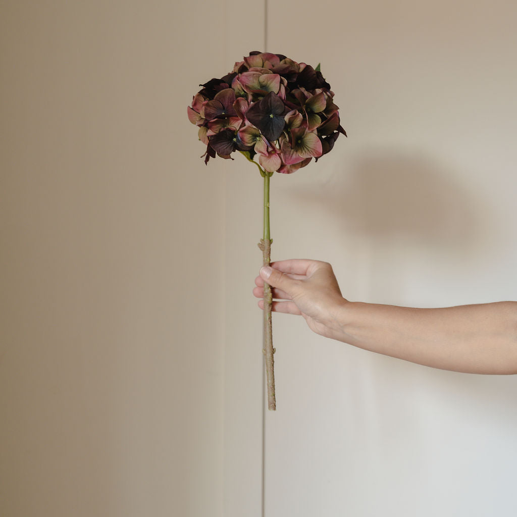 Fig & Olive Hydrangea