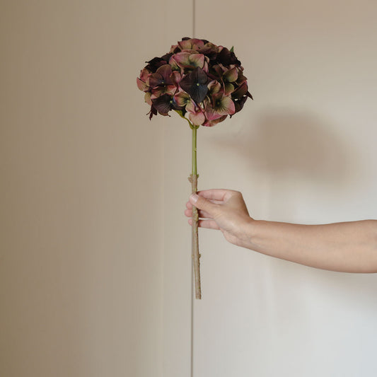 Fig & Olive Hydrangea