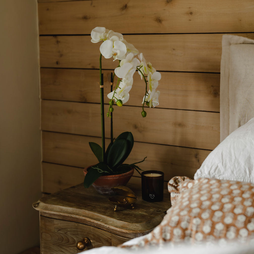 White Orchid in Terracotta Pot