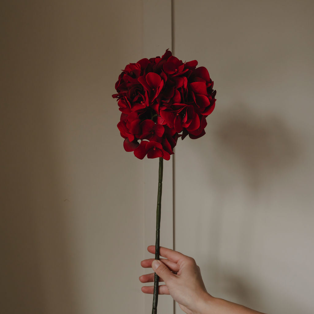 Hand holding a red flower against a plain background
