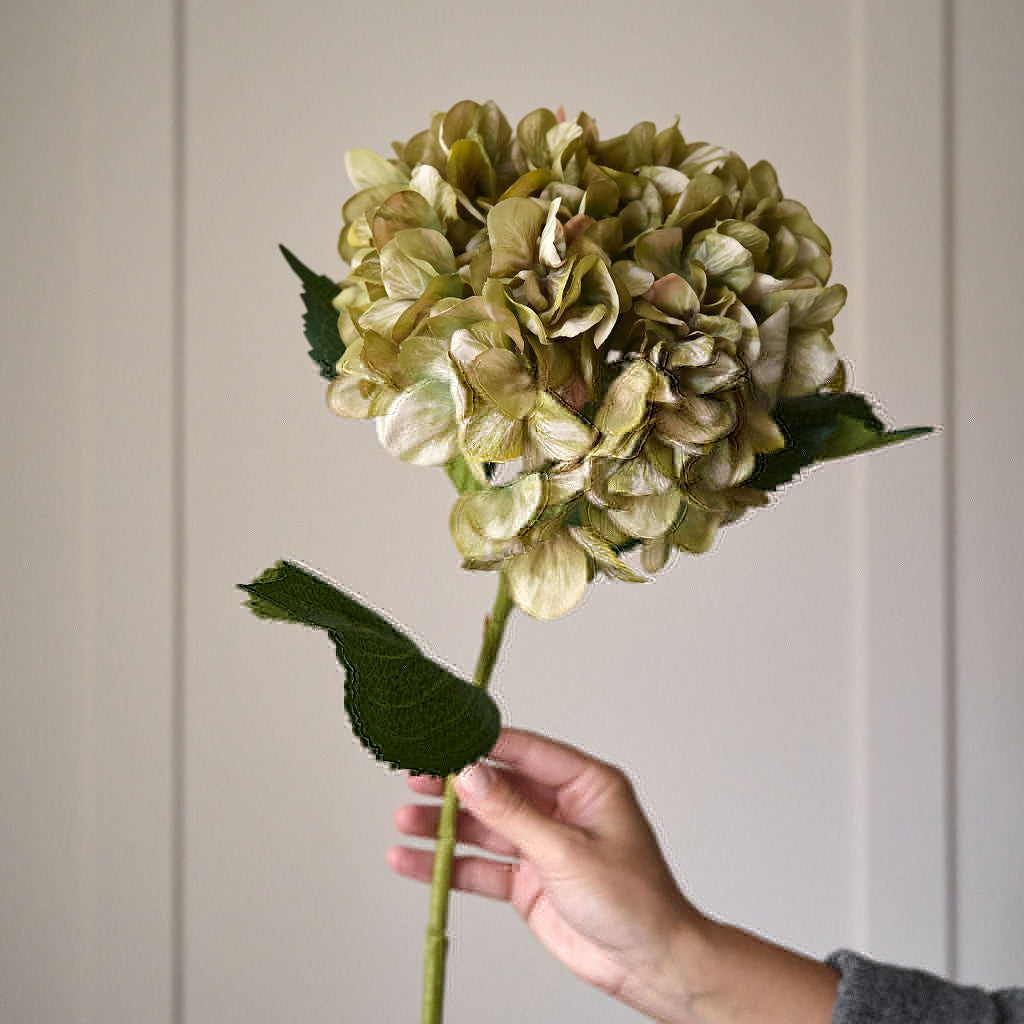 Antique Green Hydrangea