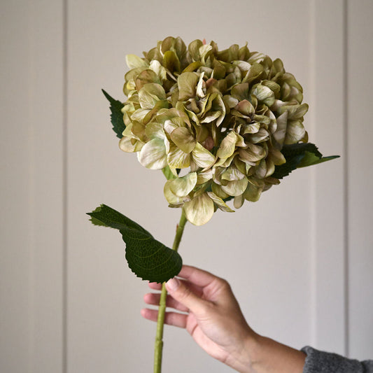 Antique Green Hydrangea